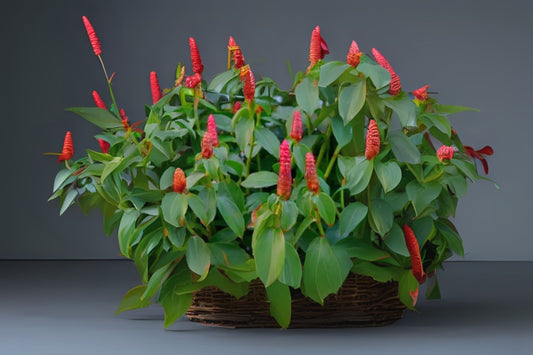 Vibrant Red Button Ginger Plant - Costus woodsonii - Live Tropical Perennial for Indoor/Outdoor Decor - Large 10 in Pot