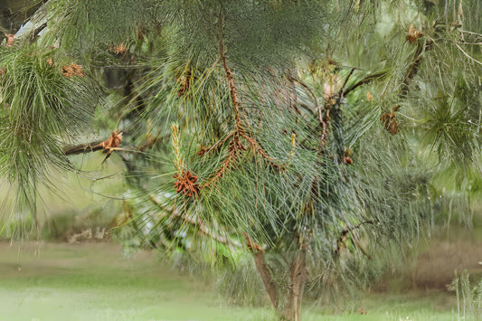Lawsons Pine (Pinus lawsonii)