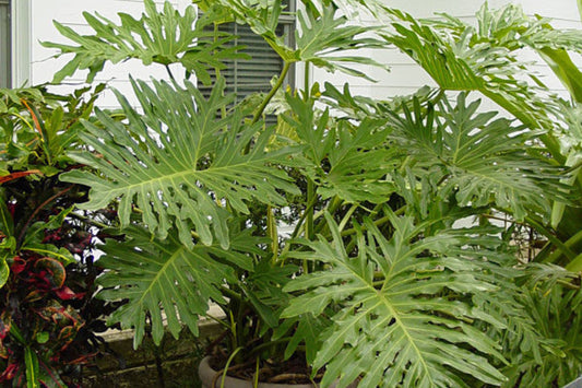 X Large Philodendron Selloum Plant - Split Leaves, Philodendron Hope, Tree Philodendron, Philodendron selloum