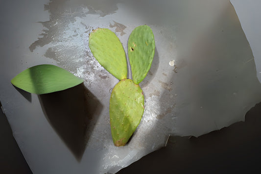 Purple Prickly Pear Cactus Cuttings - 4 Large Edible Pads (Nopal) - Opuntia ficus-indica - Easy to Grow, Full Sun