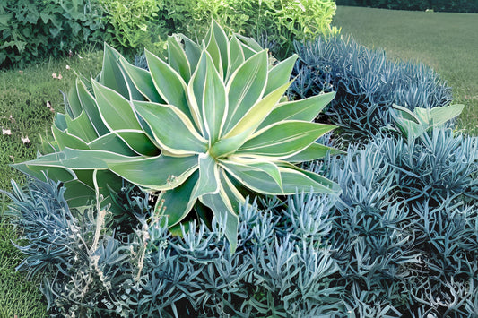 Agave Plant 3 Inch Pot Green and White Ornamental Easy Care (Agave spp.)