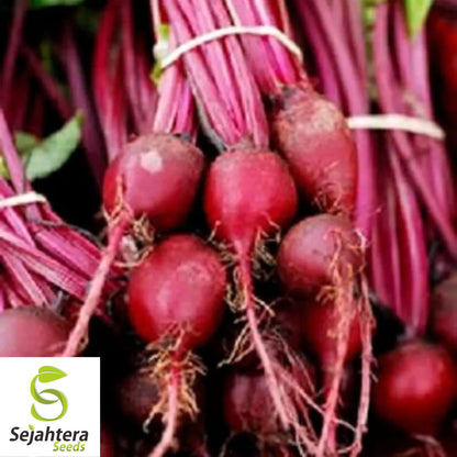 50 Lutz Green Leaf Red Stem Beet Seeds - Heirloom, Non-GMO, Winterkeeper Variety