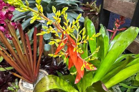 Aechmea Nelleii 9" Pot - Tropical Bromeliad Plant, Live Houseplant, Exotic Home Decor, Aechmea Nellei