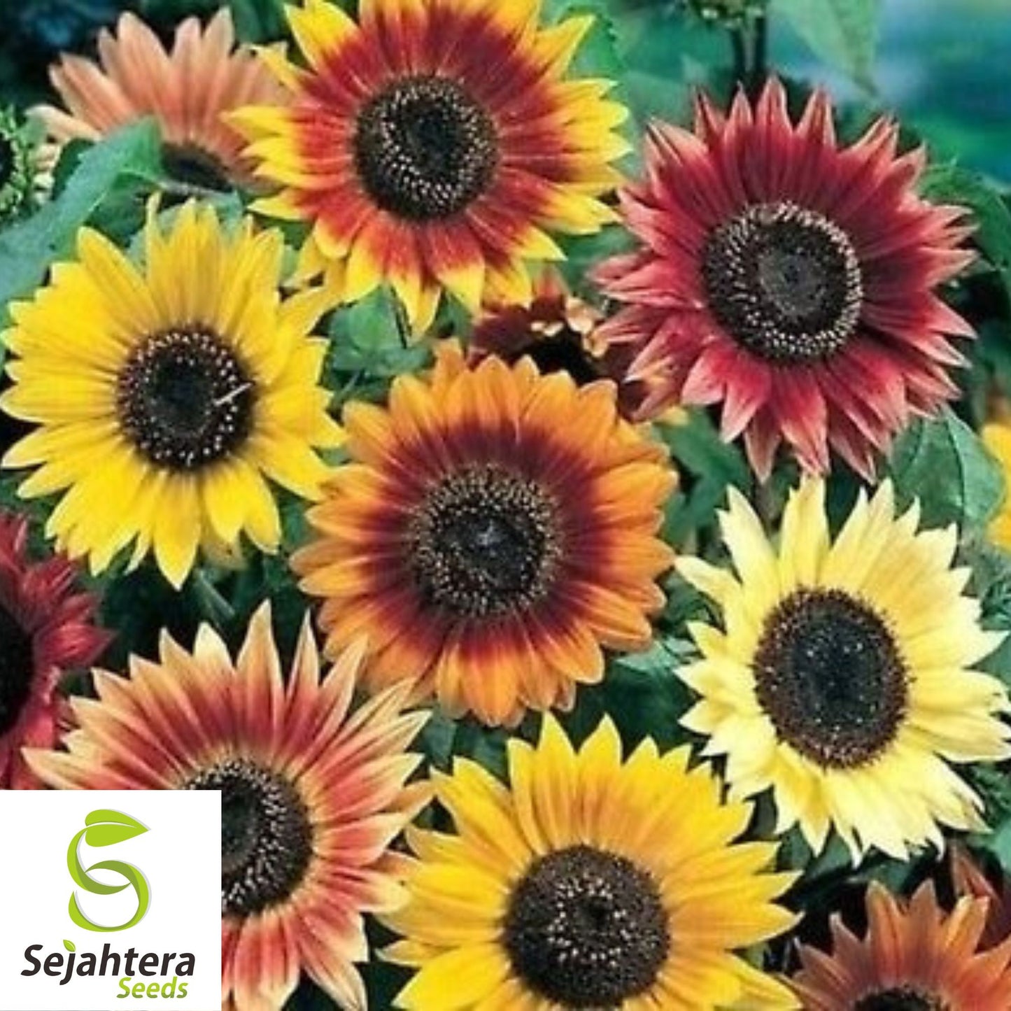 Autumn Beauty Sunflower Seeds - 50+ Heirloom - Organic, Non-GMO & Colorful