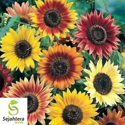 Autumn Beauty Sunflower Seeds - 50+ Heirloom - Organic, Non-GMO & Colorful