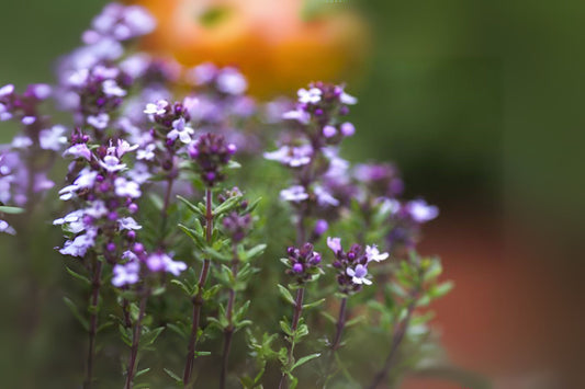 Garden Thyme (Thymus vulgaris)