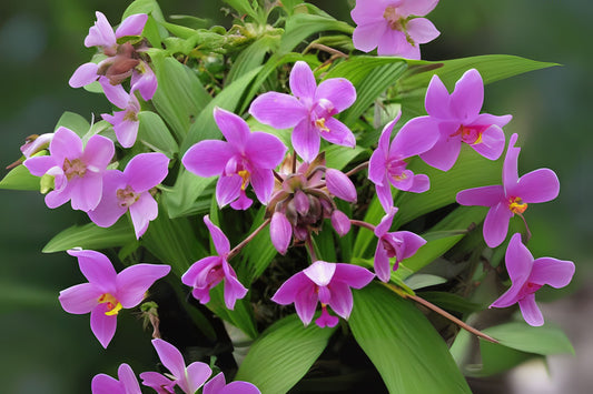Live Plant Ground Orchid 1 Plant Purple Flowers Spathoglottis plicata Ornamental for Home Garden