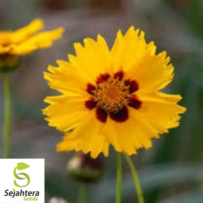 Golden Wave Tickseed Seeds 300+ | Coreopsis basalis Annual Flower USA