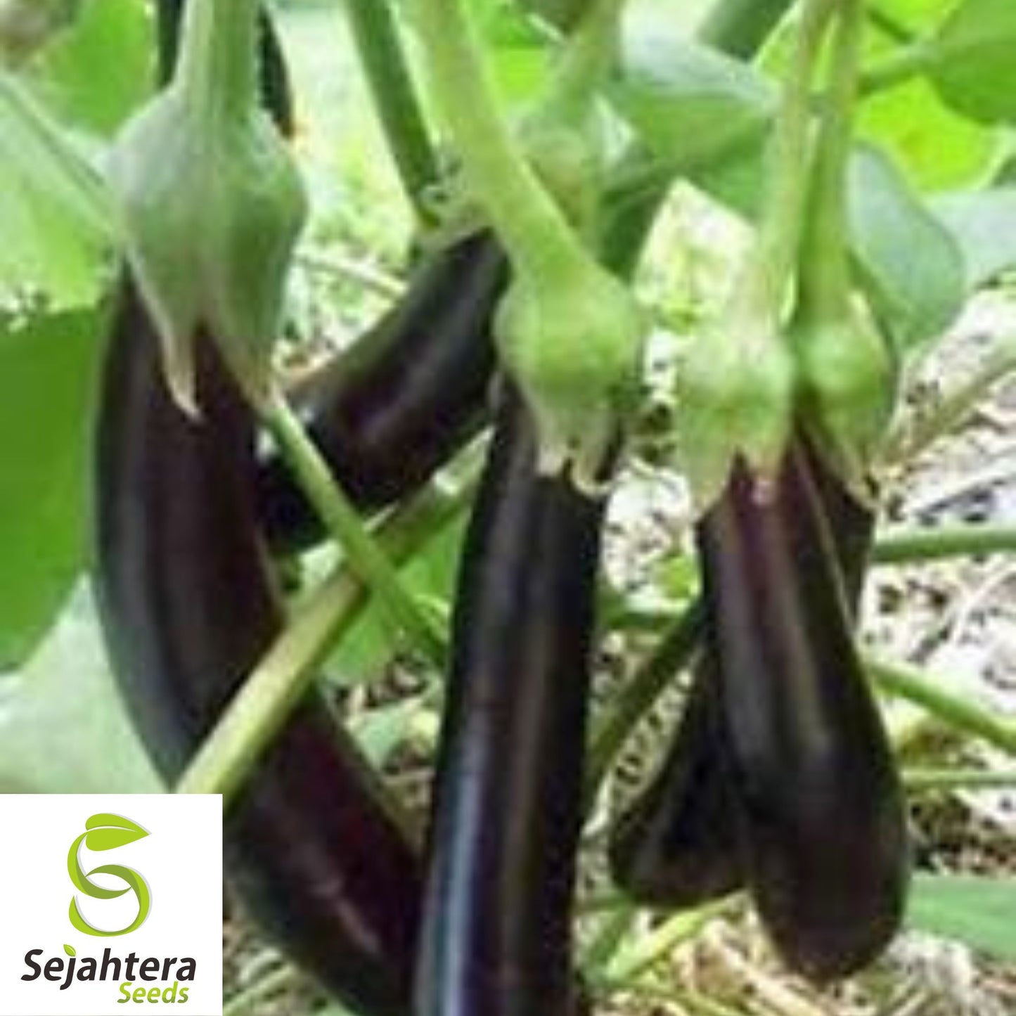 Long Purple Eggplant Seeds - 400+ Organic Heirloom - Non-GMO & High Yield