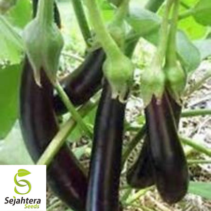 Long Purple Eggplant Seeds - 400+ Organic Heirloom - Non-GMO & High Yield