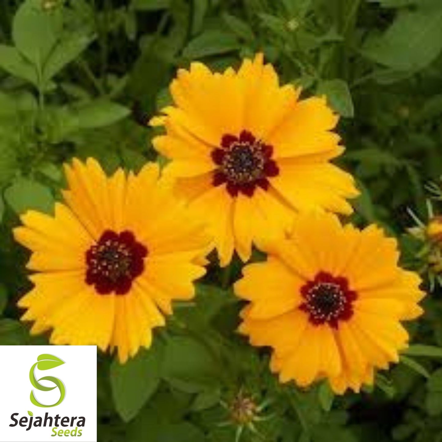 Golden Wave Tickseed Seeds 300+ | Coreopsis basalis Annual Flower USA