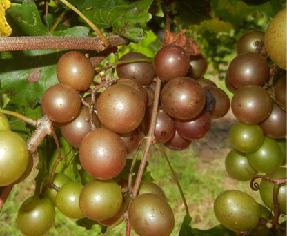 1 Darlene Muscadine Grape Vine Bare Root Live Plant 2Years Old Bare Root