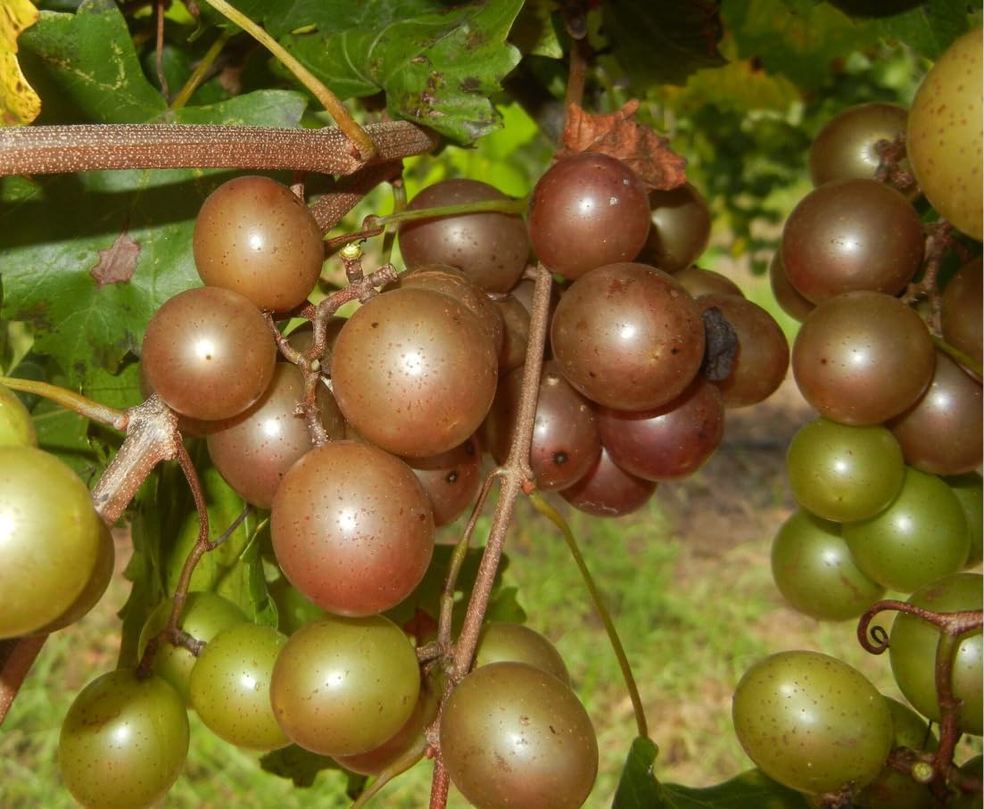 2 Darlene Muscadine Grape Vine Bare Root Live Plants 2Years Old Bare Root