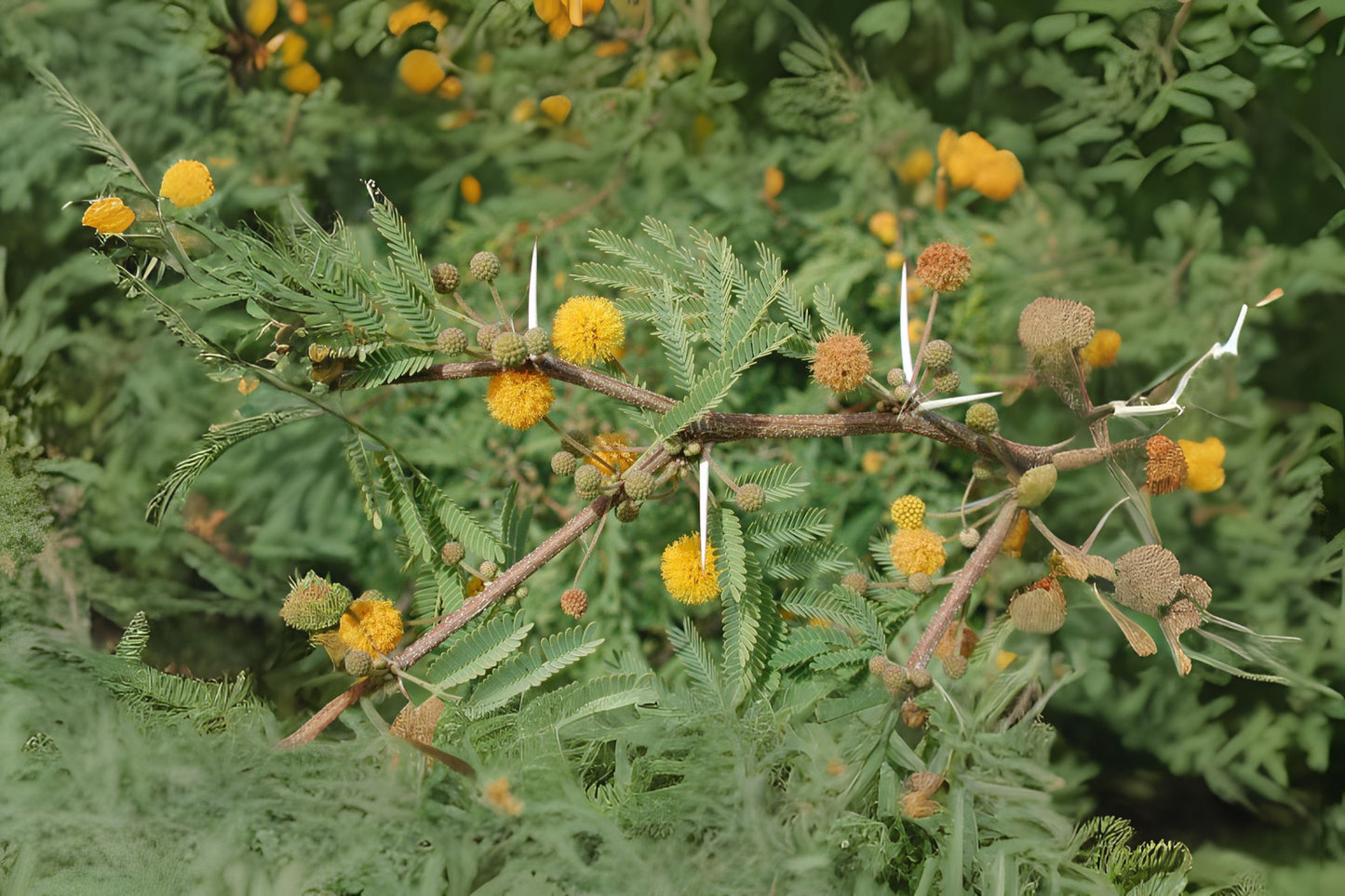 Mealy Wattle Needle Bush Sweet Acacia (Acacia farnesiana)