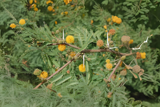 Mealy Wattle Needle Bush Sweet Acacia (Acacia farnesiana)