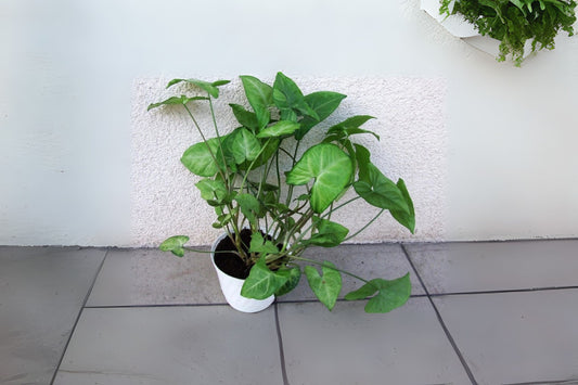 Syngonium Podophyllum House Plant - 4" Pot Size Goosefoot Plant (Nephthytis) - Easy Care Indoor Greenery