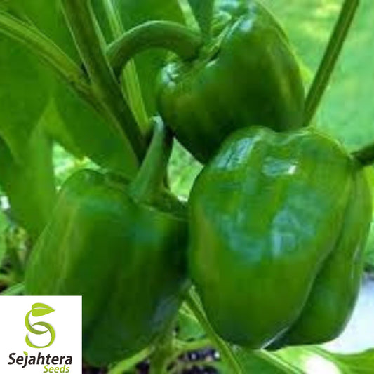 30+ Emerald Giant Bell Pepper Seeds - Heirloom, Organic, Non-GMO, Sweet & Crisp