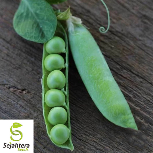 Thomas Laxton Pea Seeds 25 Ct | Heirloom Garden Pea Vines for Trellis USA