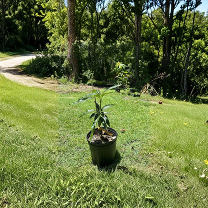 Madame Francis Mango Tree – Mangifera indica Grafted Live Tree | 2–4 Feet Tall | Premium Haitian Variety  Sweet Dessert Flavor | Juicy & Aromatic | Ships to All States