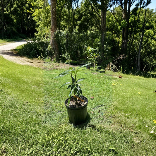 Madame Francis Mango Tree – Mangifera indica Grafted Live Tree | 2–4 Feet Tall | Premium Haitian Variety  Sweet Dessert Flavor | Juicy & Aromatic | Ships to All States