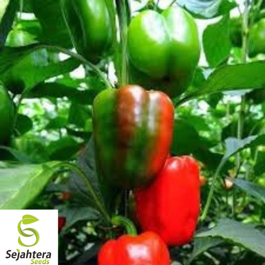 California Wonder Bell Pepper Seeds - 10+ Heirloom, Non-GMO, Fresh & Sweet