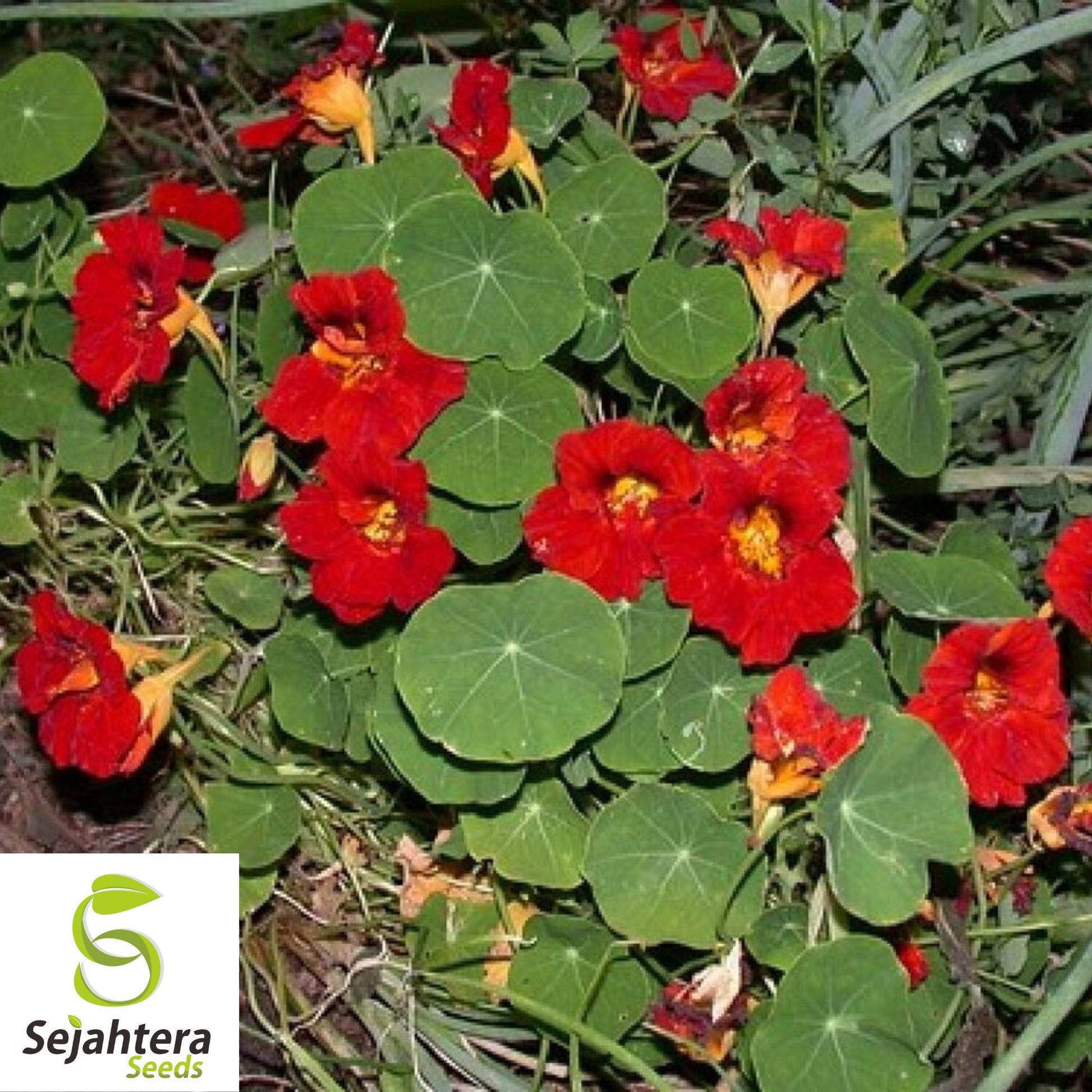 black velvet flower seeds Empress of India Black Velvet Seeds {Tropaeolum nanum} Heirloom 5 Seed – Sejahtera Seeds and Bulbs