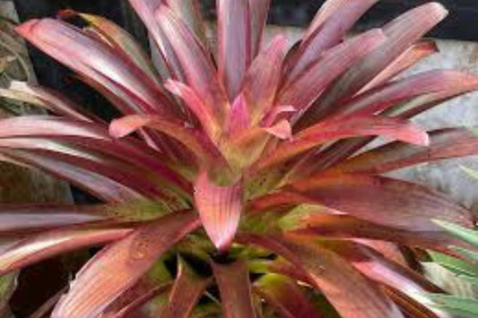 Bromeliad Aechmea Hacienda 8" Pot - Tropical Indoor Plant - Aechmea Blue Rain (Aechmea bromeliifolia)