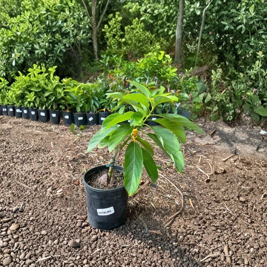 Catalina Avocado Tree – Persea americana  Live Avocado Plant | 1–2 Feet Tall | 3 Gallon Pot Cold Hardy Avocado • Fruit Tree