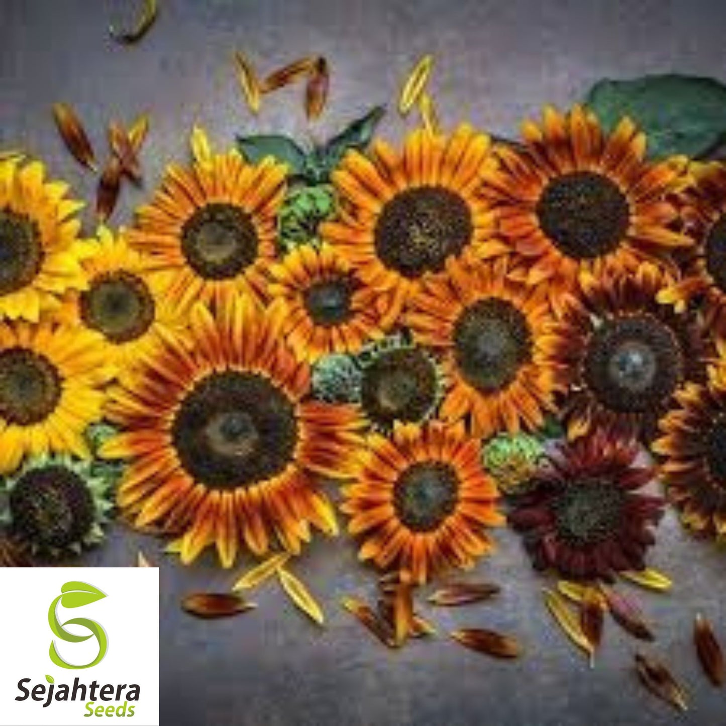 Autumn Beauty Sunflower Seeds - 50+ Heirloom - Organic, Non-GMO & Colorful