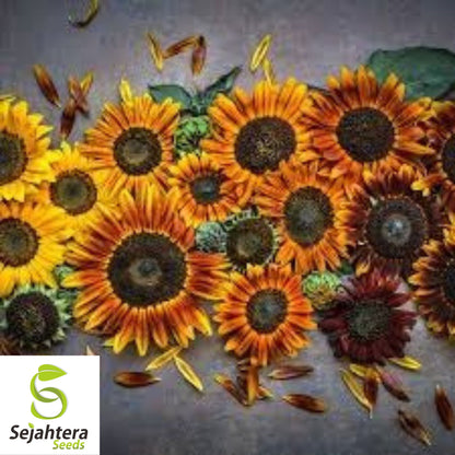 Autumn Beauty Sunflower Seeds - 50+ Heirloom - Organic, Non-GMO & Colorful