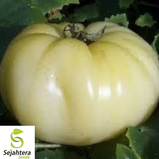 10+ Great White Beefsteak Tomato Seeds - Heirloom, Organic, Non-GMO, Rare & Sweet
