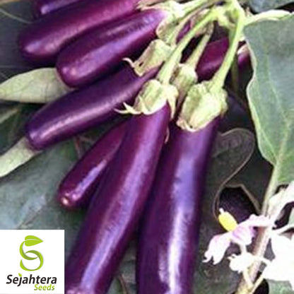 Long Purple Eggplant Seeds - 400+ Organic Heirloom - Non-GMO & High Yield
