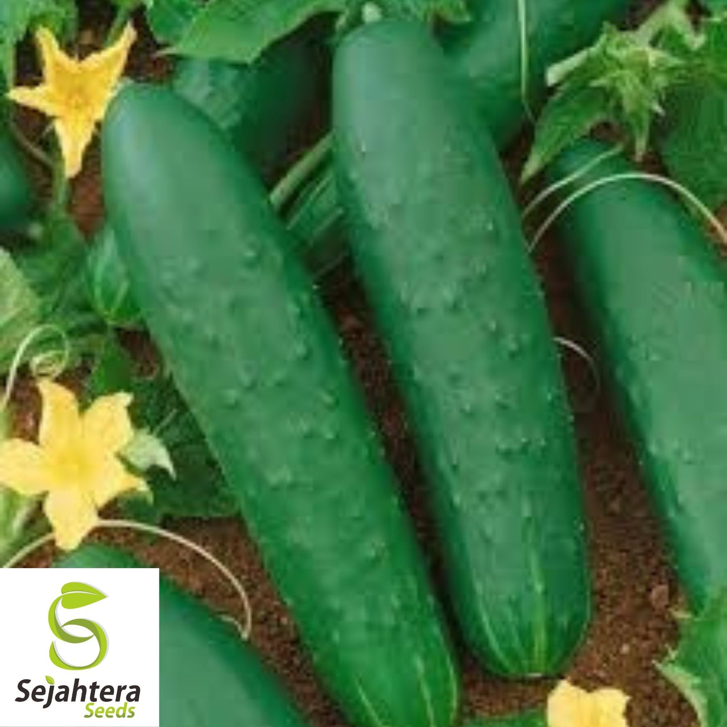 Double Yield Cucumber Seeds - 200+ Heirloom, Organic, Non-GMO & Fresh
