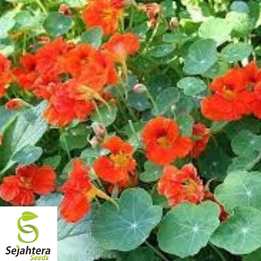 25+ Nasturtium Seeds (Mix) - Edible Flowers, Climbing, Tropaeolum Majus