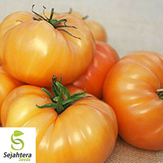 50 Kellogg's Breakfast Tomato Seeds - Heirloom, Non-GMO, USA Vegetable