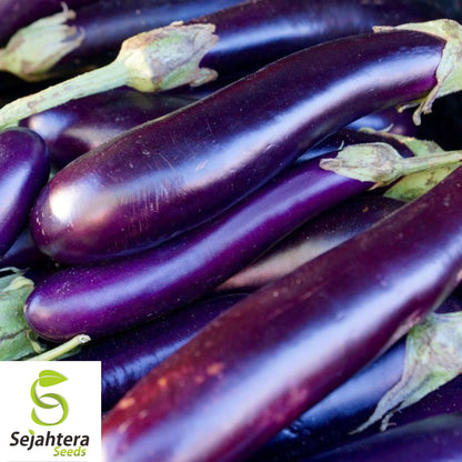 Long Purple Eggplant Seeds - 400+ Organic Heirloom - Non-GMO & High Yield