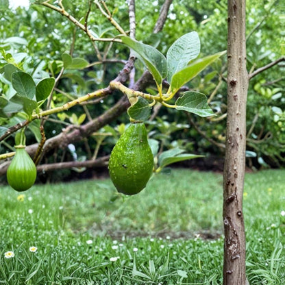 Catalina Avocado Tree – Persea americana  Live Avocado Plant | 1–2 Feet Tall | 3 Gallon Pot Cold Hardy Avocado • Fruit Tree
