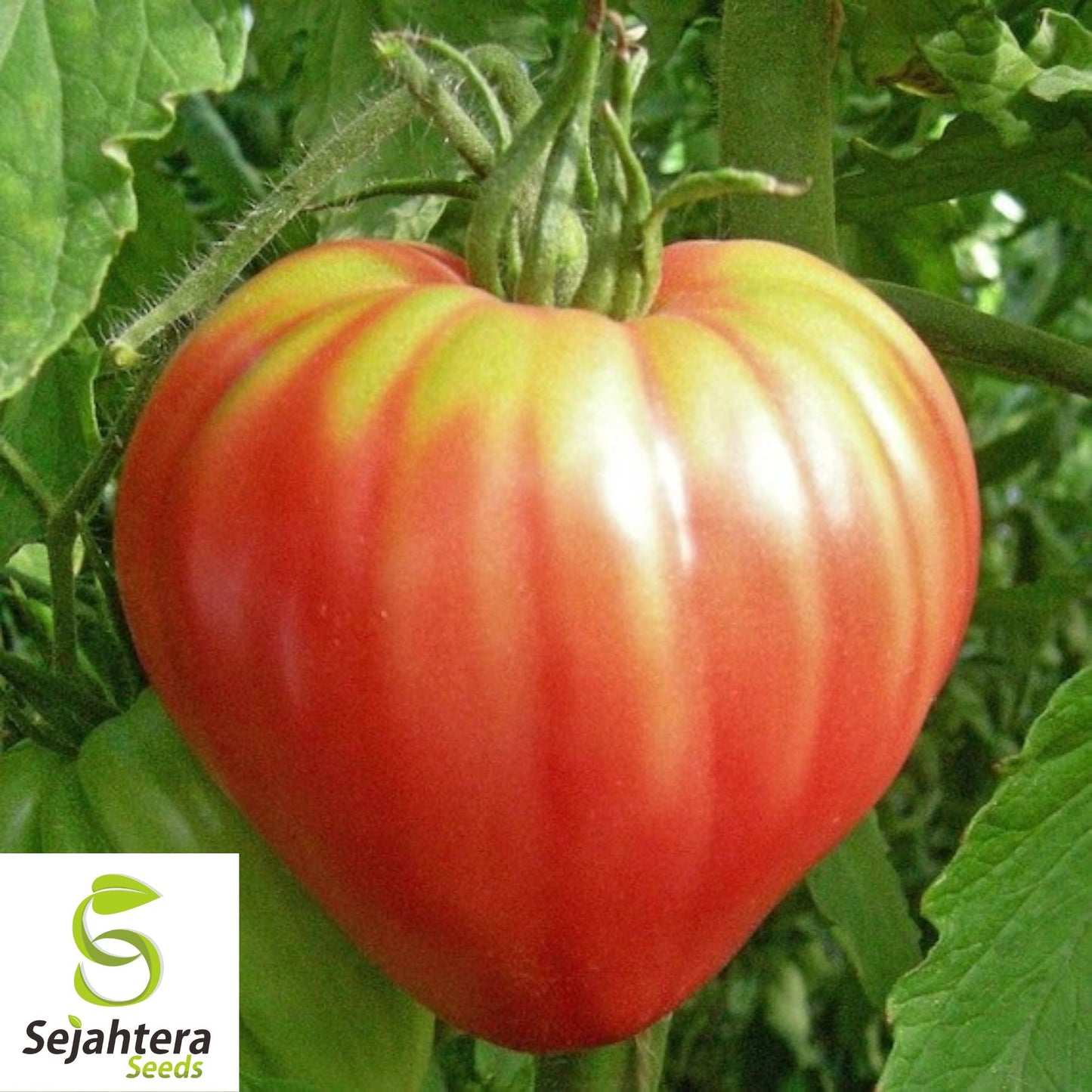 Orange Oxheart Tomato Seeds - 30+ Heirloom, Organic, Non-GMO & Rare