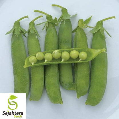 Thomas Laxton Pea Seeds 25 Ct | Heirloom Garden Pea Vines for Trellis USA