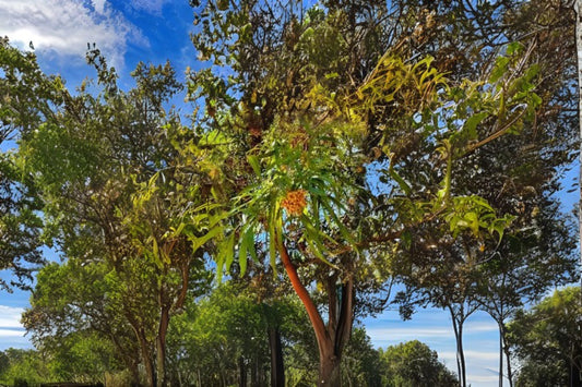 African Sumac Tree Seeds (20 Count) - Rhus lancea, Drought Resistant Evergreen for Hot, Dry Areas