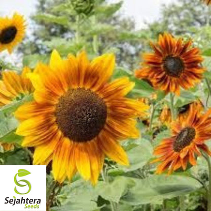 Autumn Beauty Sunflower Seeds - 50+ Heirloom - Organic, Non-GMO & Colorful