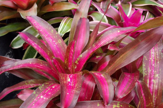 Bromeliad Aechmea Don Juan 9" Pot, Tropical Houseplant, Unique Colorful Foliage, Ideal Indoor Plant, Easy Care
