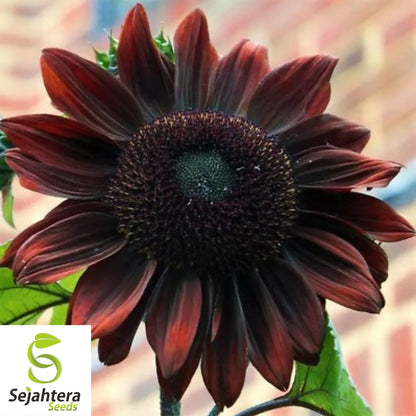 Chocolate Cherry Sunflower Seeds - 50+ Heirloom, Organic, Non-GMO & Rare