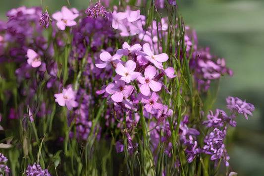 Dames Rocket (Hesperis matronalis)