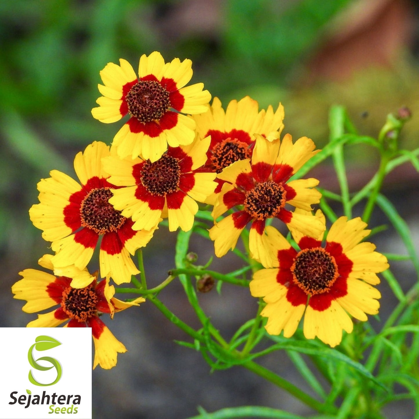 Golden Wave Tickseed Seeds 300+ | Coreopsis basalis Annual Flower USA