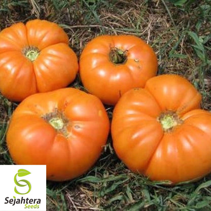 50 Kellogg's Breakfast Tomato Seeds - Heirloom, Non-GMO, USA Vegetable