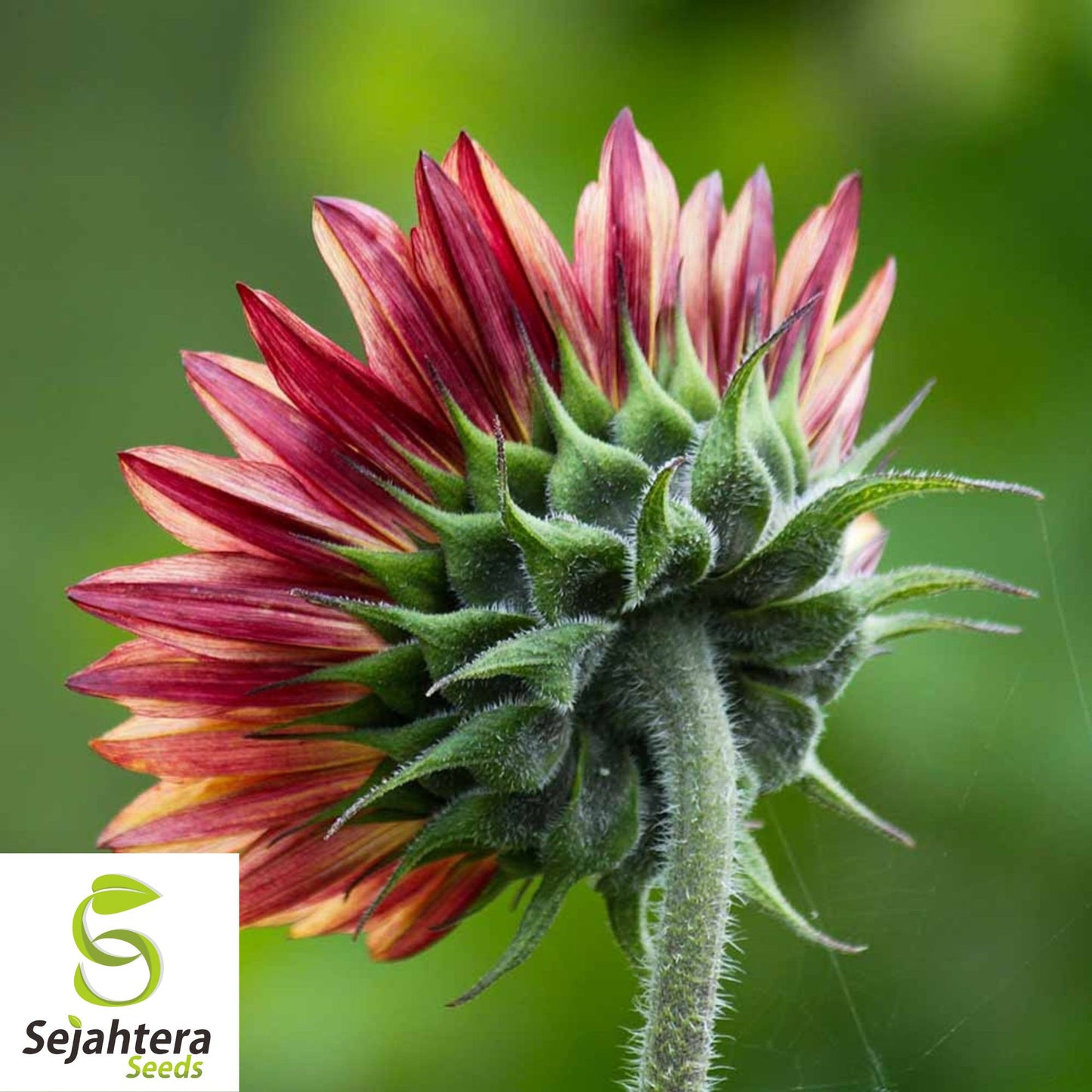 Chocolate Cherry Sunflower Seeds - 50+ Heirloom, Organic, Non-GMO & Rare