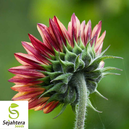 Chocolate Cherry Sunflower Seeds - 50+ Heirloom, Organic, Non-GMO & Rare