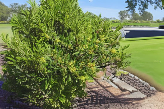 Desert Hopbush Seeds (10 Seeds) - Dodonaea stenozyga - Organic, Hand-Collected, Flowering Plant Seeds for Gardening