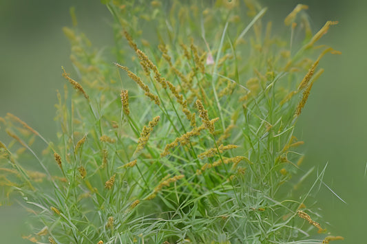 Fox Sedge (Carex vulpinoidea)